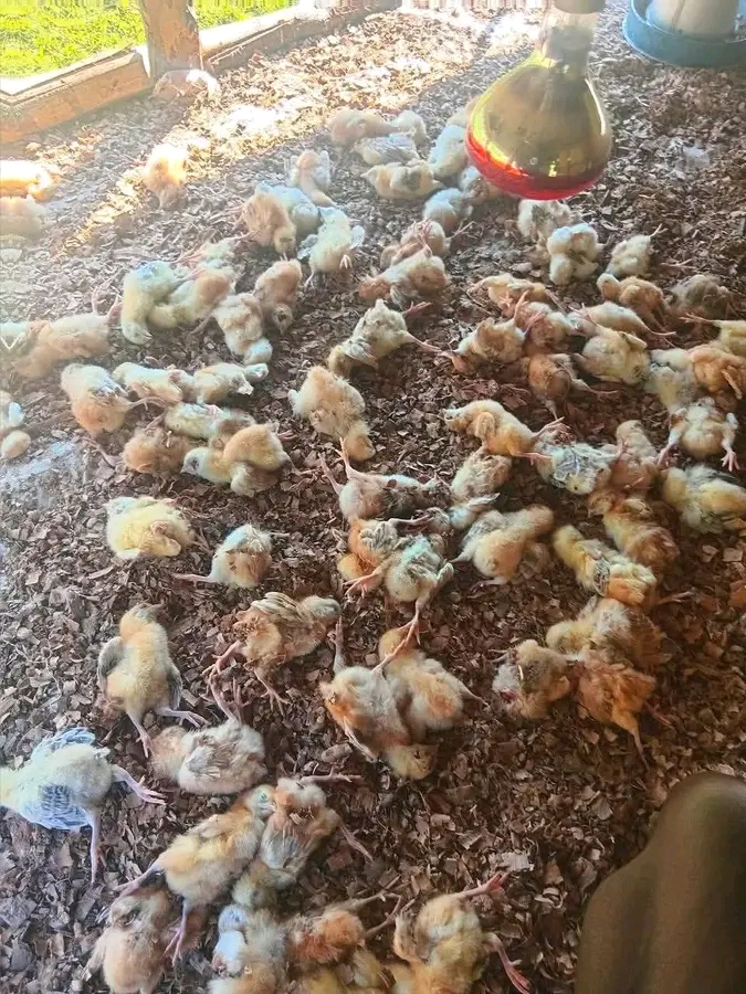 Glucose can reduce mortality during brooding 